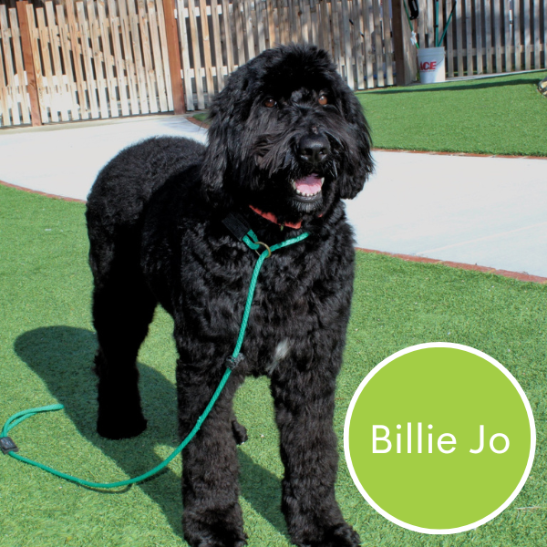 Billie Jo