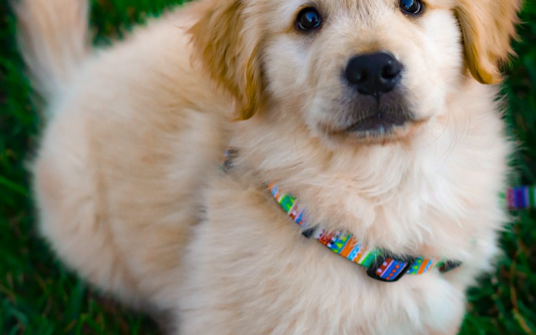 New Dog. New Home. New People.