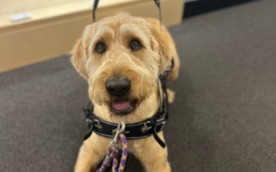 Is a Service Dog Right for You? Understanding Your Needs