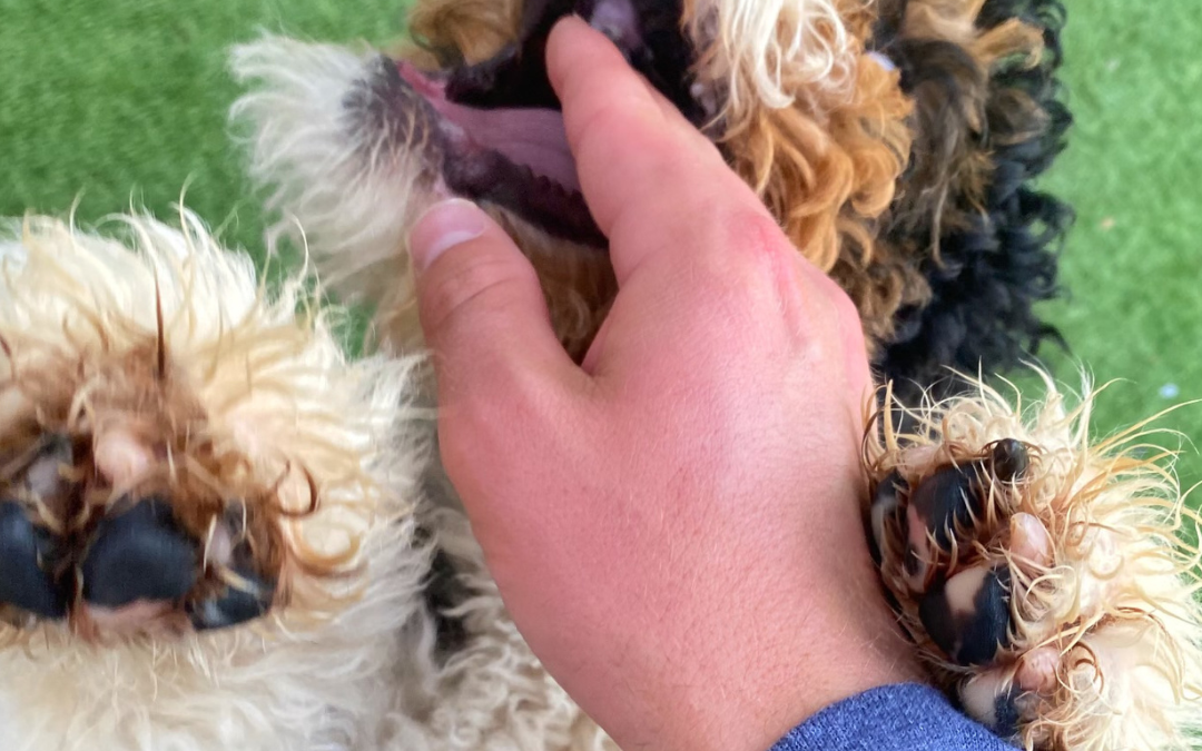 How to Stop Puppy Biting