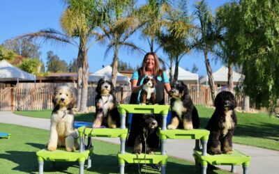 Aly’s Puppy Boot Camp Testimonial!