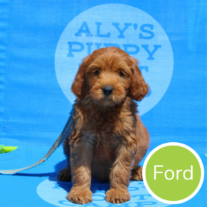 Trained dog for sale