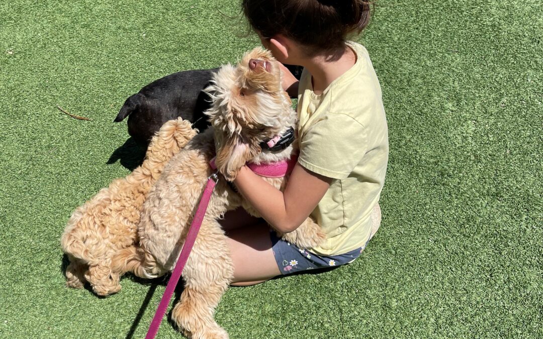 Trained Therapy Dogs for Sale at Aly’s Puppy Boot Camp