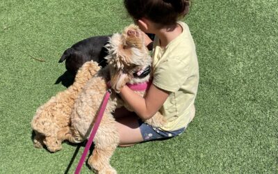 Trained Therapy Dogs for Sale at Aly’s Puppy Boot Camp