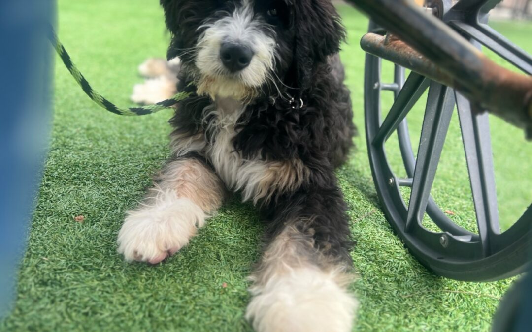 Puppy Training 101: Essential Skills