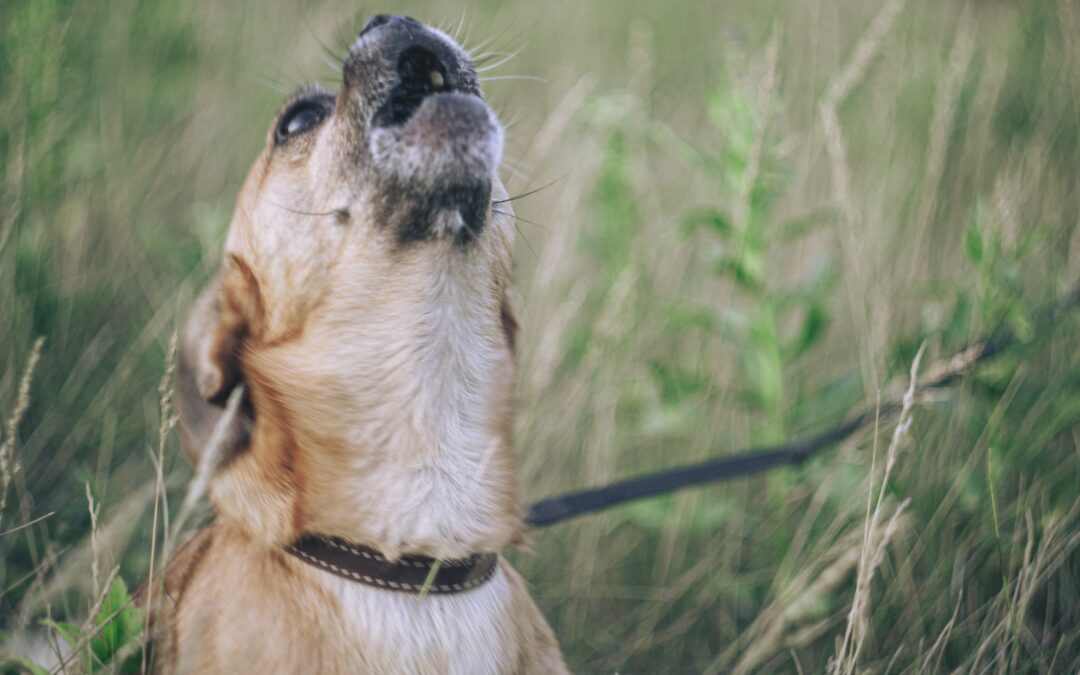 Why is My Dog Barking So Much?