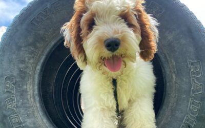 Discover the Benefits of Puppy Training Classes