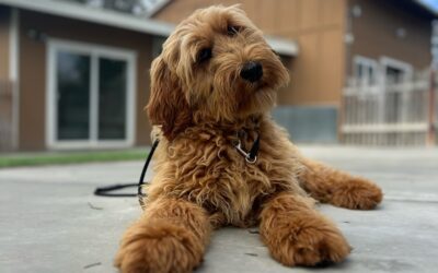 Why Buying a Trained Dog is the Perfect Solution