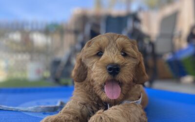 How to Train a Puppy with Proven Training Pillars