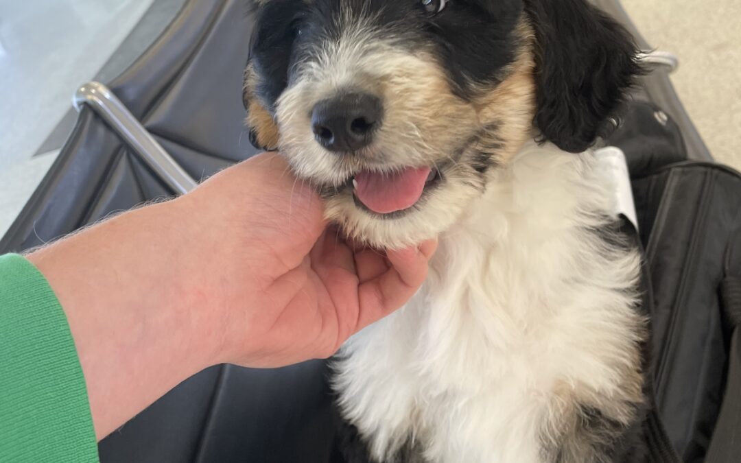 Training Your Dog for Traveling in 2023: Essential Tips 