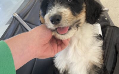 Training Your Dog for Traveling in 2023: Essential Tips 