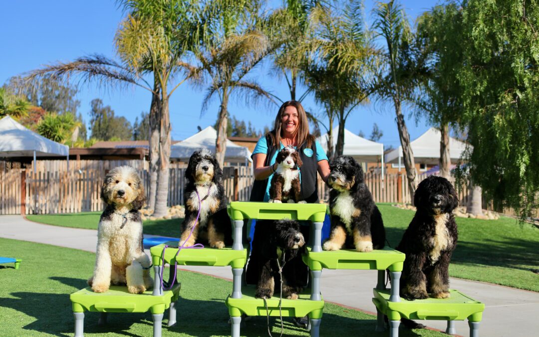 The Essential Dog Commands You Should Know