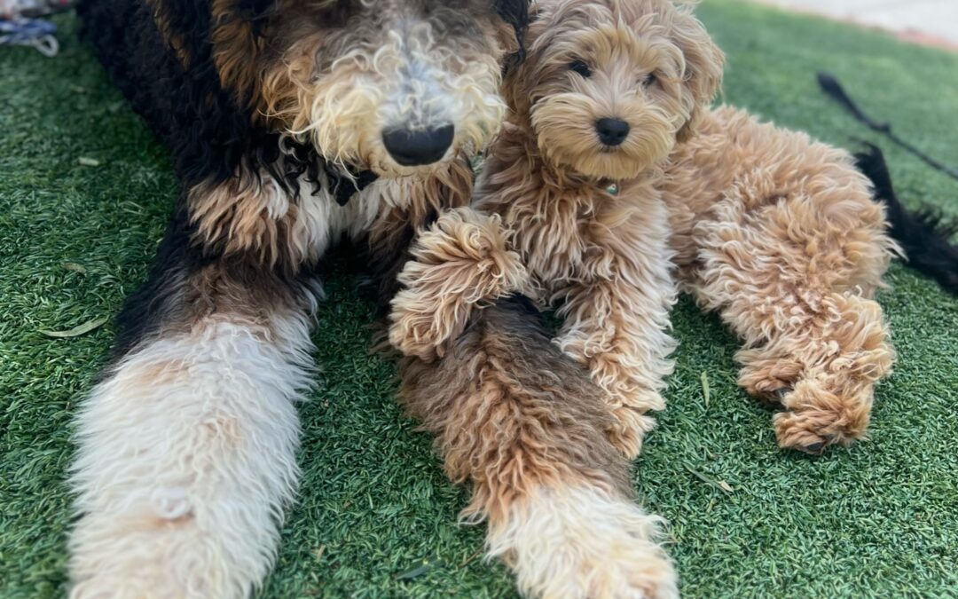 The Role of Socialization in Dog Training Camps