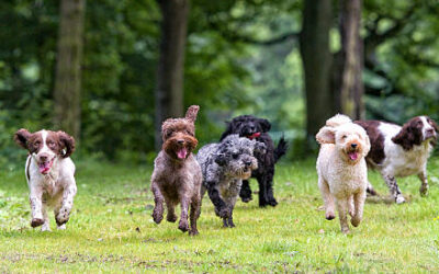 How to Choose the Right Dog Breed for You