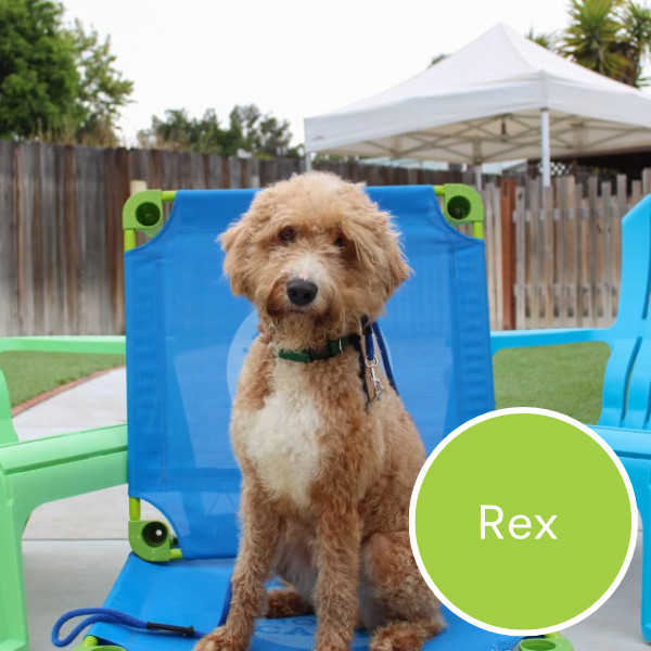 rex 2