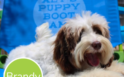 How to Choose the Right Trained Dog for Sale for Your Family