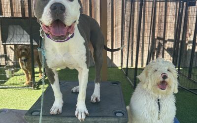 Trained Dogs for Sale: Unveiling the Training Techniques Used