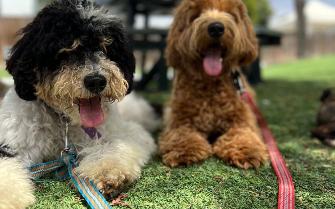 Guide to Trained Dogs for Sale in 2023