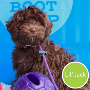 Lil jack