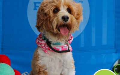 Why Trained Dogs for Sale Are Worth the Investment