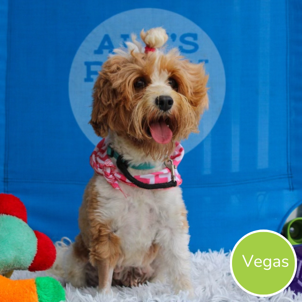 Why Trained Dogs for Sale Are Worth the Investment