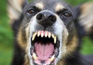 Embracing Resilience: Moving Forward After a Dog Attack