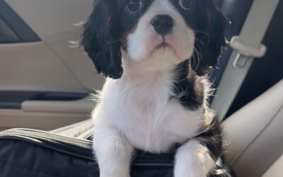 From Car Rides to Flights: Traveling with Dogs in 2023