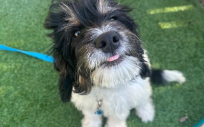 Trained Dogs for Sale: Making Your Home Safer and Happier