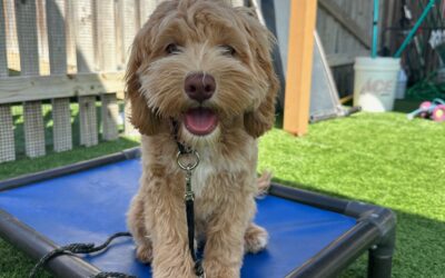 A Day in the Life of a Trained Dog for Sale