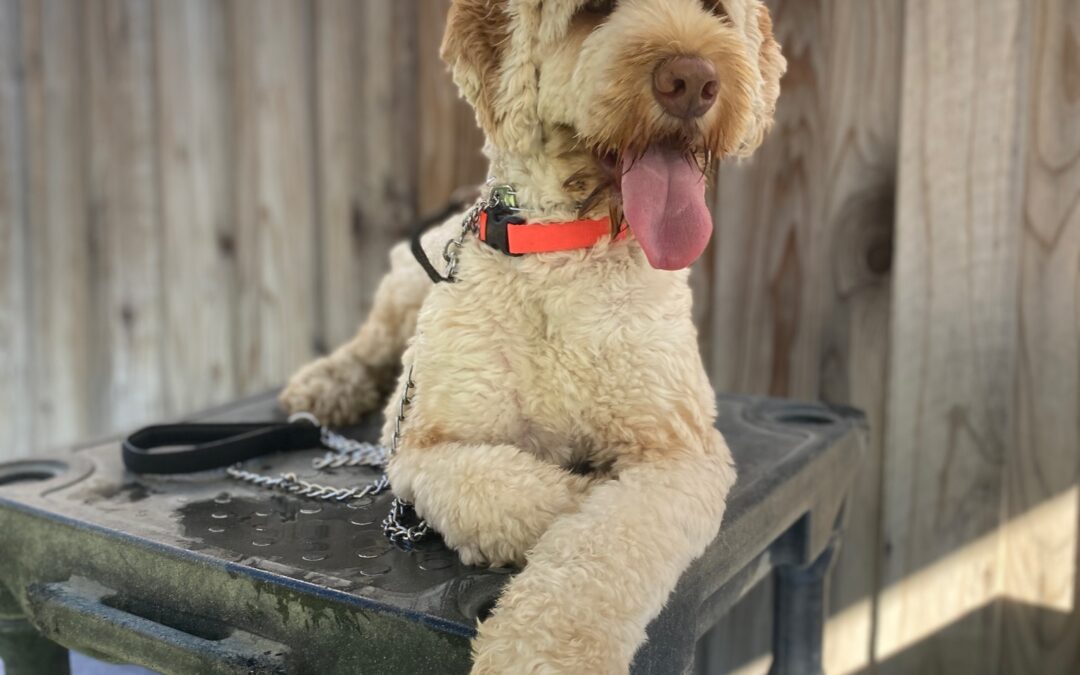 Why Trained Dogs for Sale Make Ideal Companions