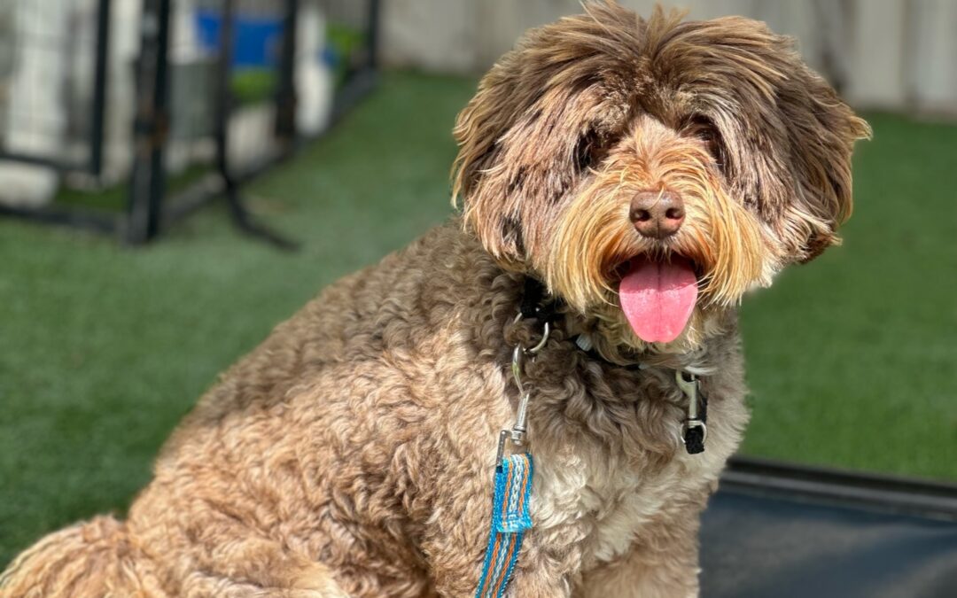 The Foundation Behind Our Trained Dogs for Sale