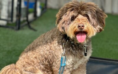 The Foundation Behind Our Trained Dogs for Sale