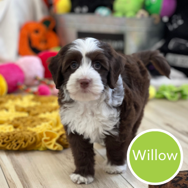 Willow