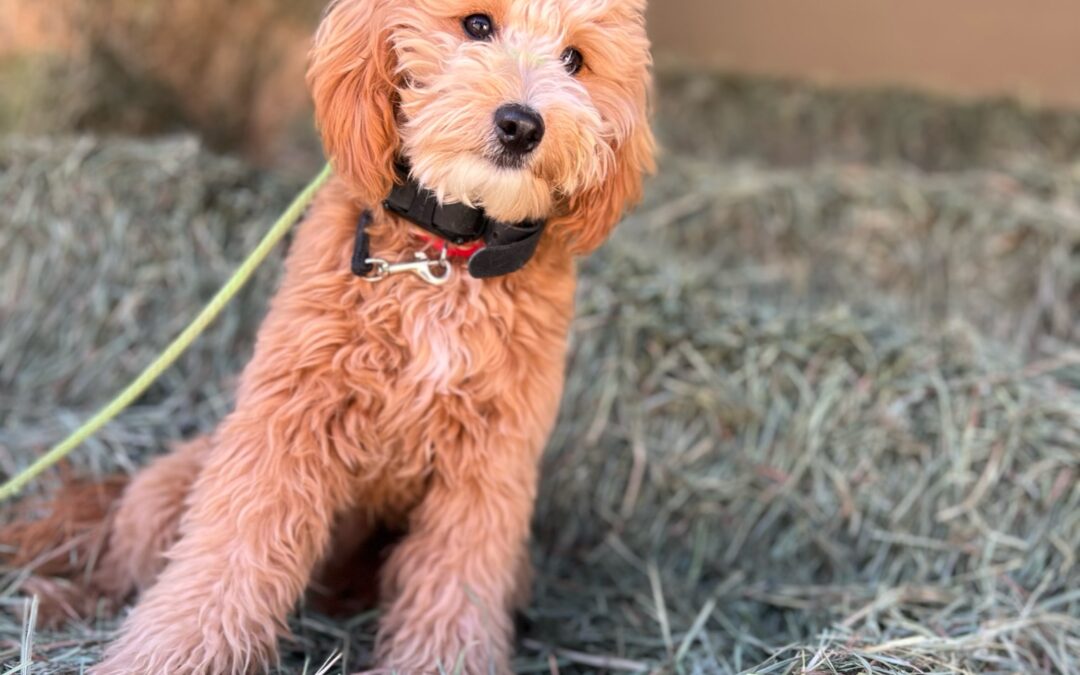 Finding the Perfect Dog for Your Family’s Lifestyle