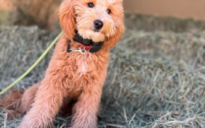 Finding the Perfect Dog for Your Family’s Lifestyle