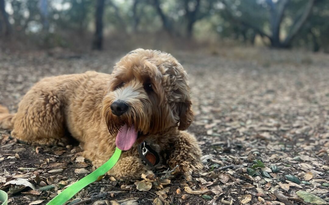 Understanding and Teaching the ‘Down’ Command in Dog Training