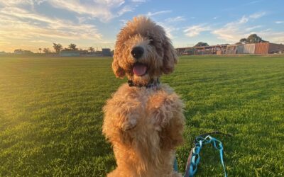 Trained Dogs for Sale: How They Support People with Disabilities