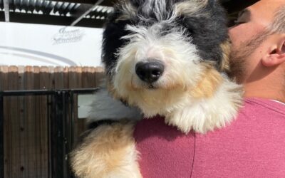 Trained Dogs for Sale: Understanding the Training Before You Buy