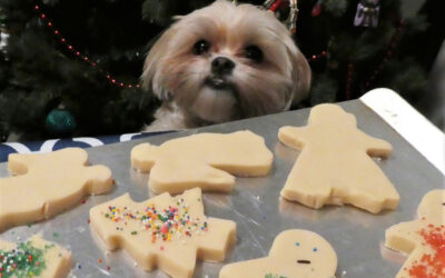 Choosing the Right Dog Food: Nutrition, Types, and Holiday Safety Tips for Your Canine Companion