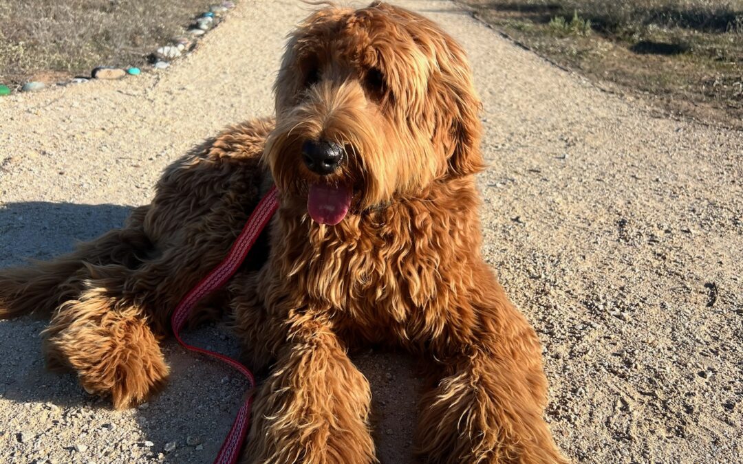 Why Is My Dog Barking So Much? Causes and Solutions