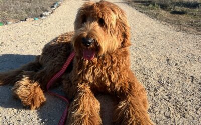 Why Is My Dog Barking So Much? Causes and Solutions