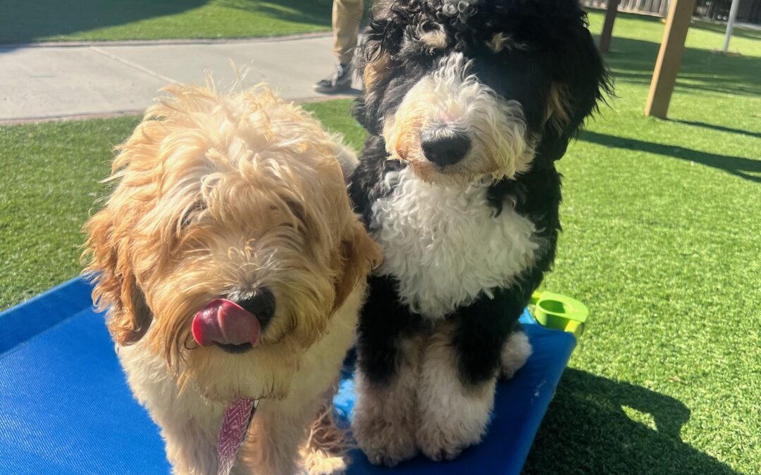 Potty Training Success: Your Blueprint to a Well-Behaved Pup