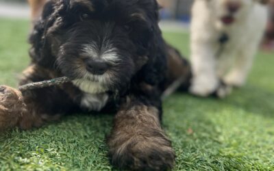 A Day in the Life at Aly’s Puppy Boot Camp as a Puppy