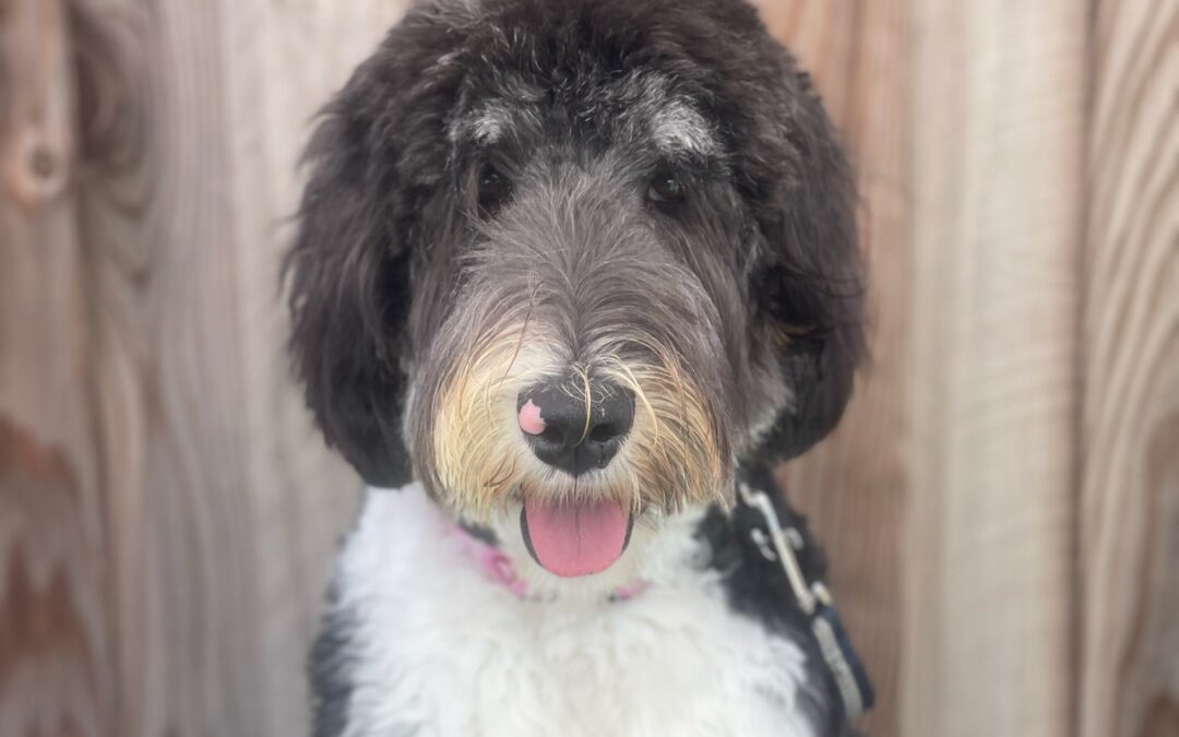 Embracing the Adventure: Finding the Perfect Therapy Dog