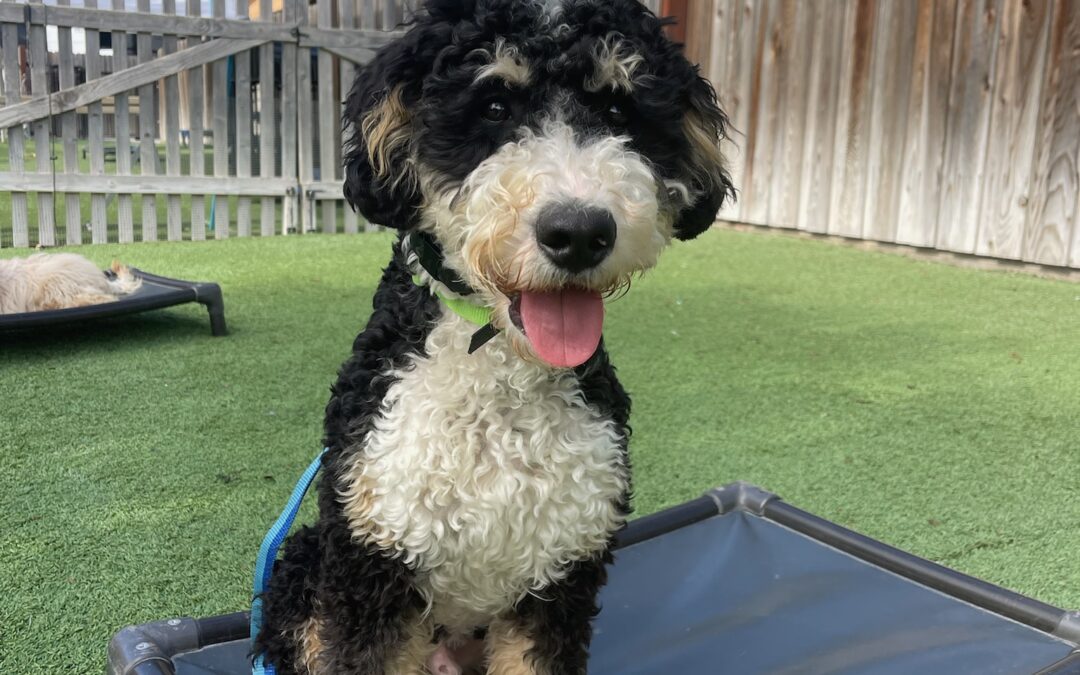 The Importance of the Pillars in Dog Training!