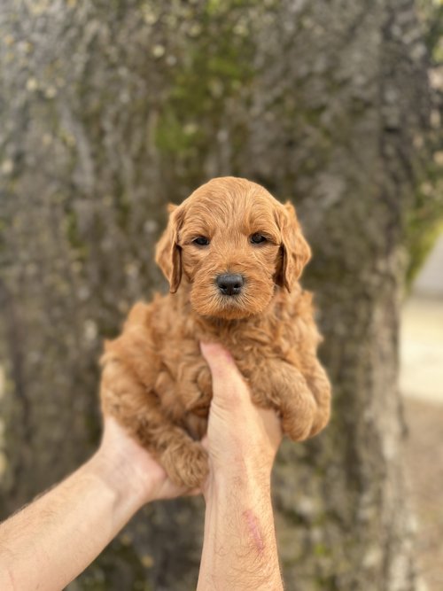 Toby the Goldendoodle