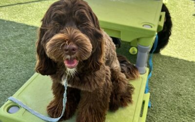 Barks and Recreation: Fun Training Activities for Dogs