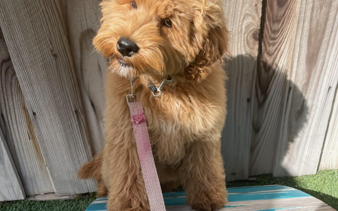 The Puppy’s Progress: Celebrating Milestones in Dog Training