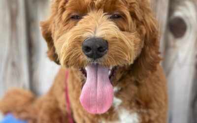 Beyond Sit and Stay: Advanced Training for Your Dog