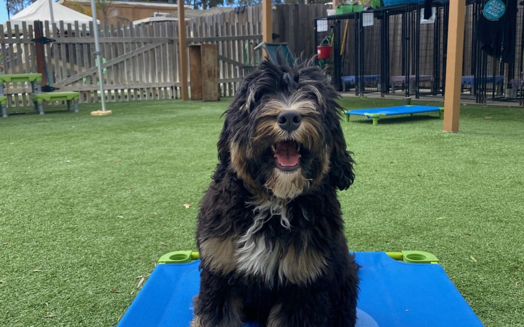 From Chaos to Calm: Managing High-Energy Dogs